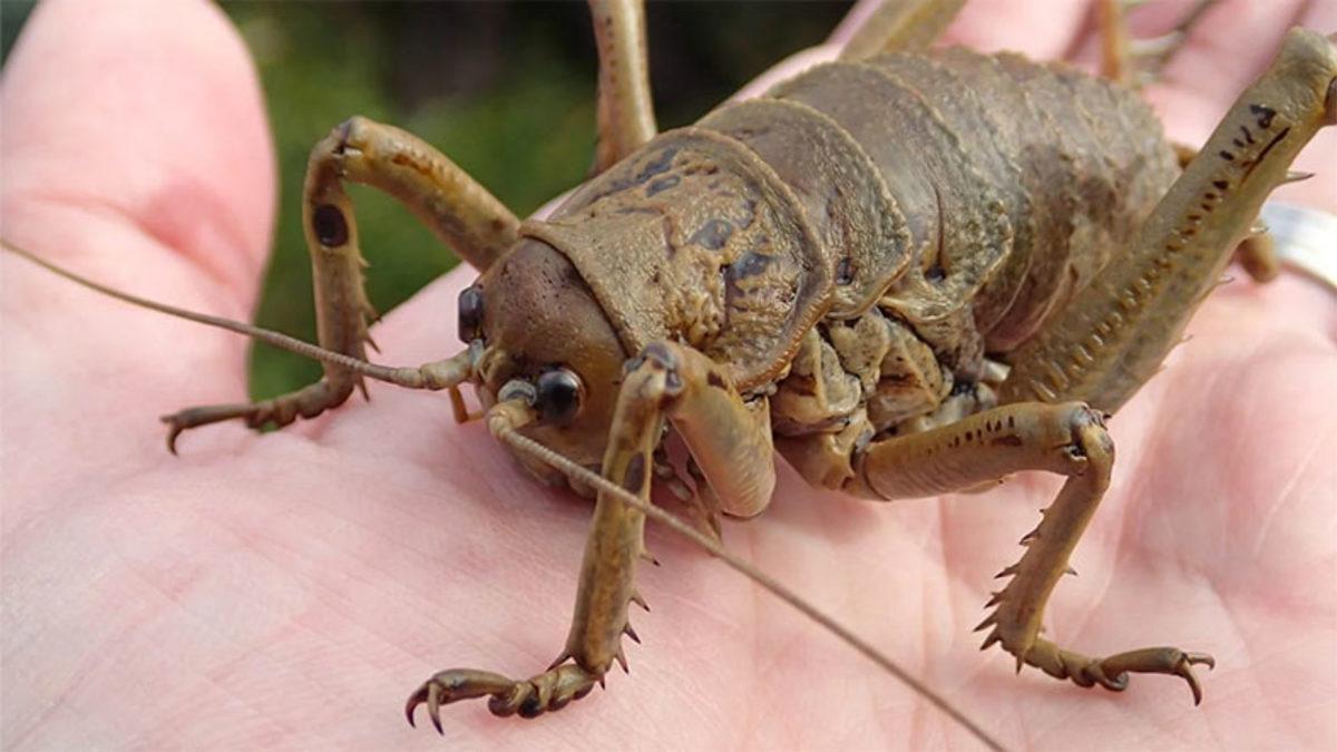 Normalde Küçük Boyutlarda Olan Böcekler Tropikal Bölgelerde Nasıl Oluyor da Devasa Boyutlara Ulaşıyor?