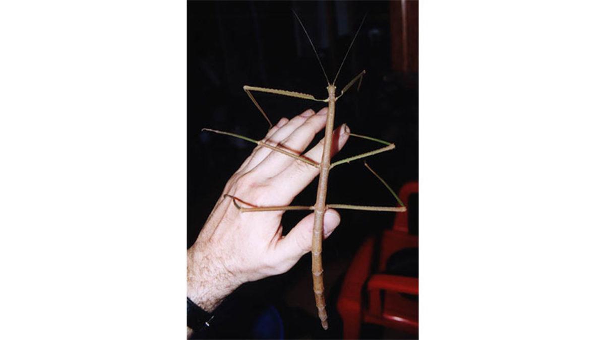 Normalde Küçük Boyutlarda Olan Böcekler Tropikal Bölgelerde Nasıl Oluyor da Devasa Boyutlara Ulaşıyor?