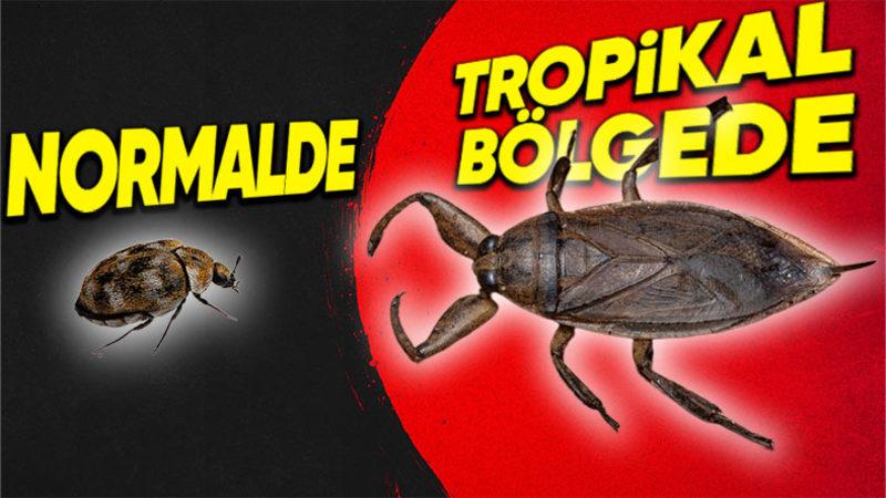 Normalde Küçük Boyutlarda Olan Böcekler Tropikal Bölgelerde Nasıl Oluyor da Devasa Boyutlara Ulaşıyor?