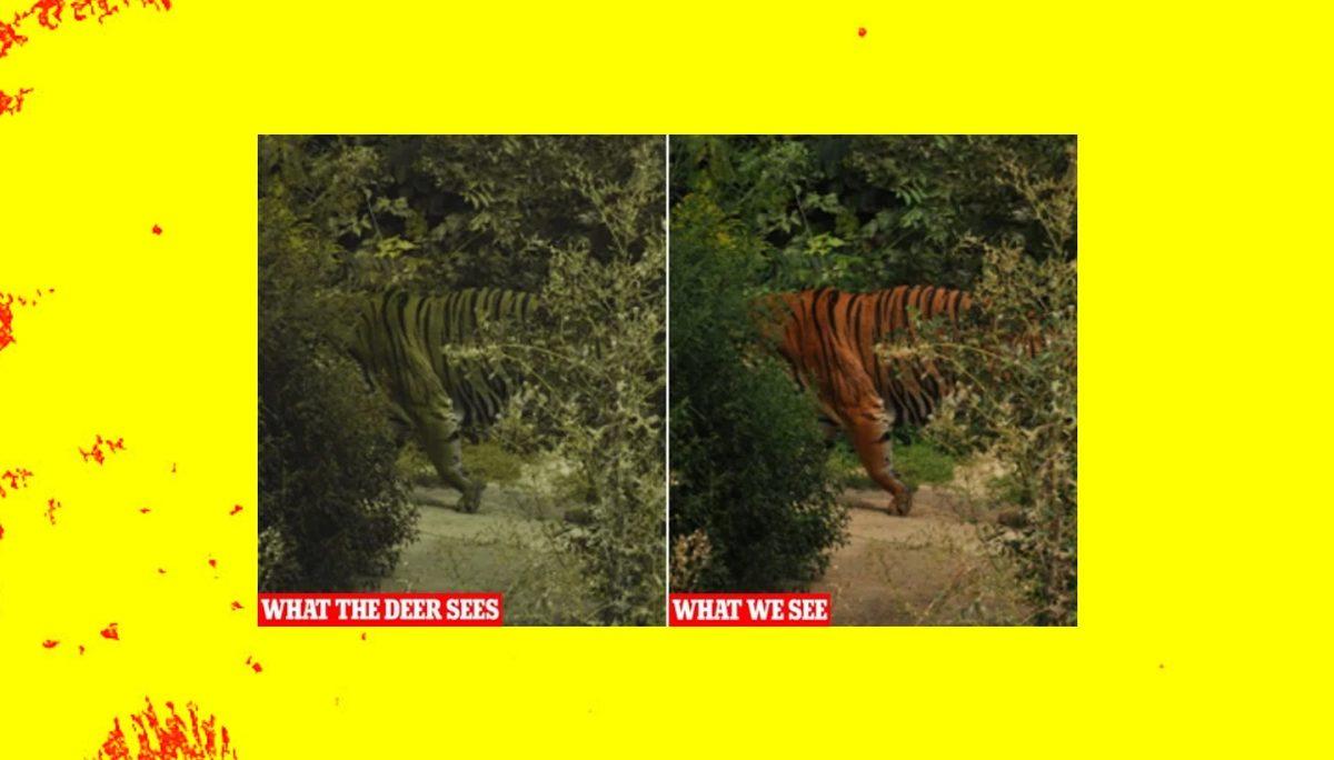 Kamuflajlarını Bozmasına Rağmen Kaplanlar Neden Yeşil Değil de Turuncu? (Bizim Gördüğümüzden Ötesi Var!)