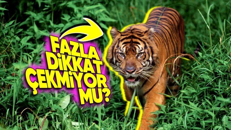 Kamuflajlarını Bozmasına Rağmen Kaplanlar Neden Yeşil Değil de Turuncu? (Bizim Gördüğümüzden Ötesi Var!)