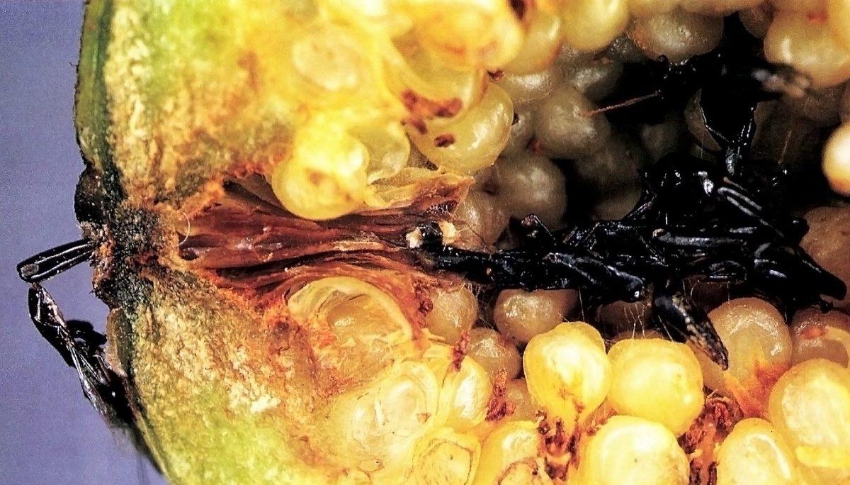 Yediğimiz İncirlerin İçinde Gerçekten de Arı Ölüleri mi Oluyor? Yoksa O Çıtır Çıtır Ses…