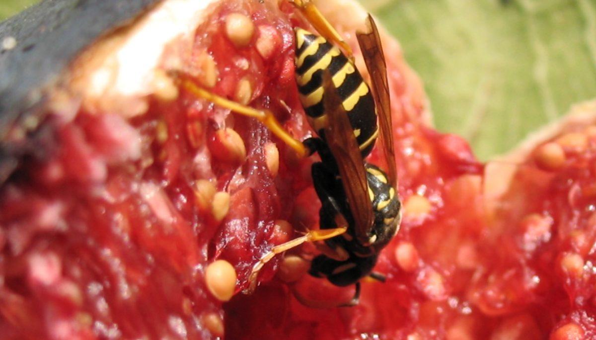 Yediğimiz İncirlerin İçinde Gerçekten de Arı Ölüleri mi Oluyor? Yoksa O Çıtır Çıtır Ses…