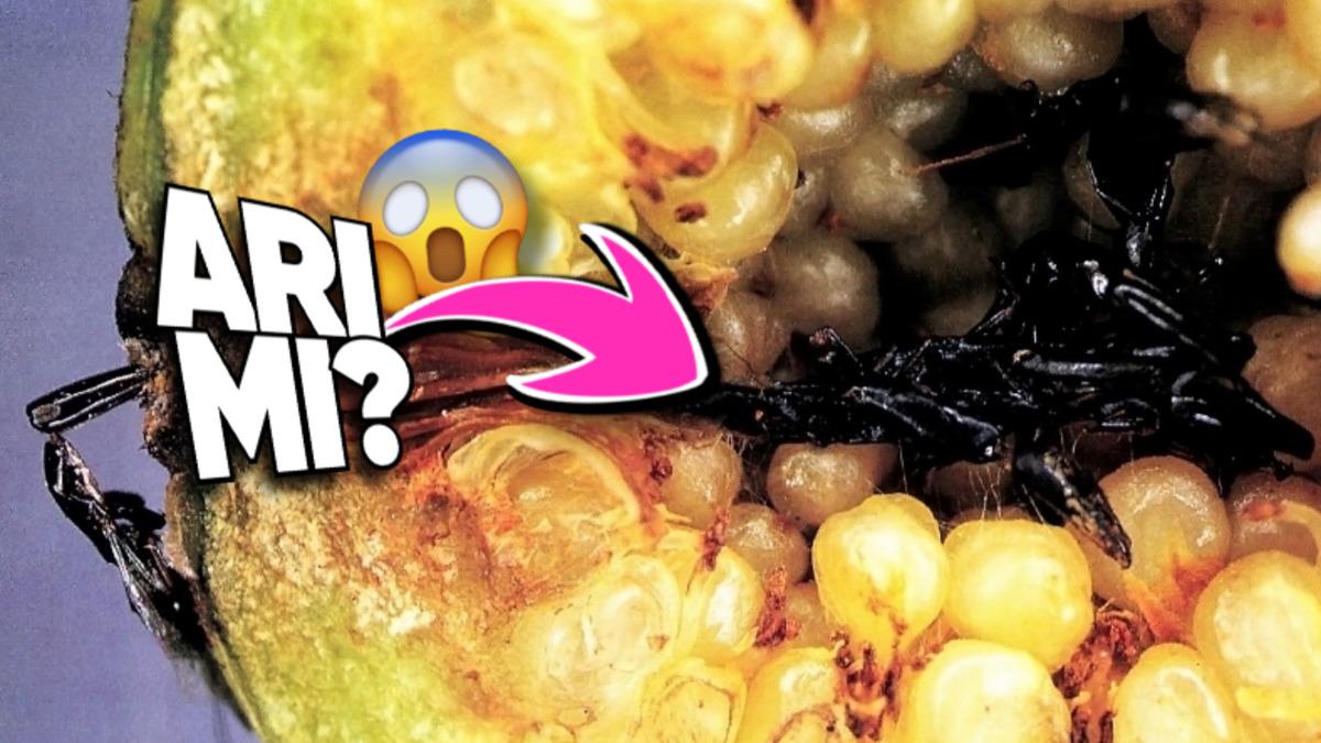 Yediğimiz İncirlerin İçinde Gerçekten de Arı Ölüleri mi Oluyor? Yoksa O Çıtır Çıtır Ses…