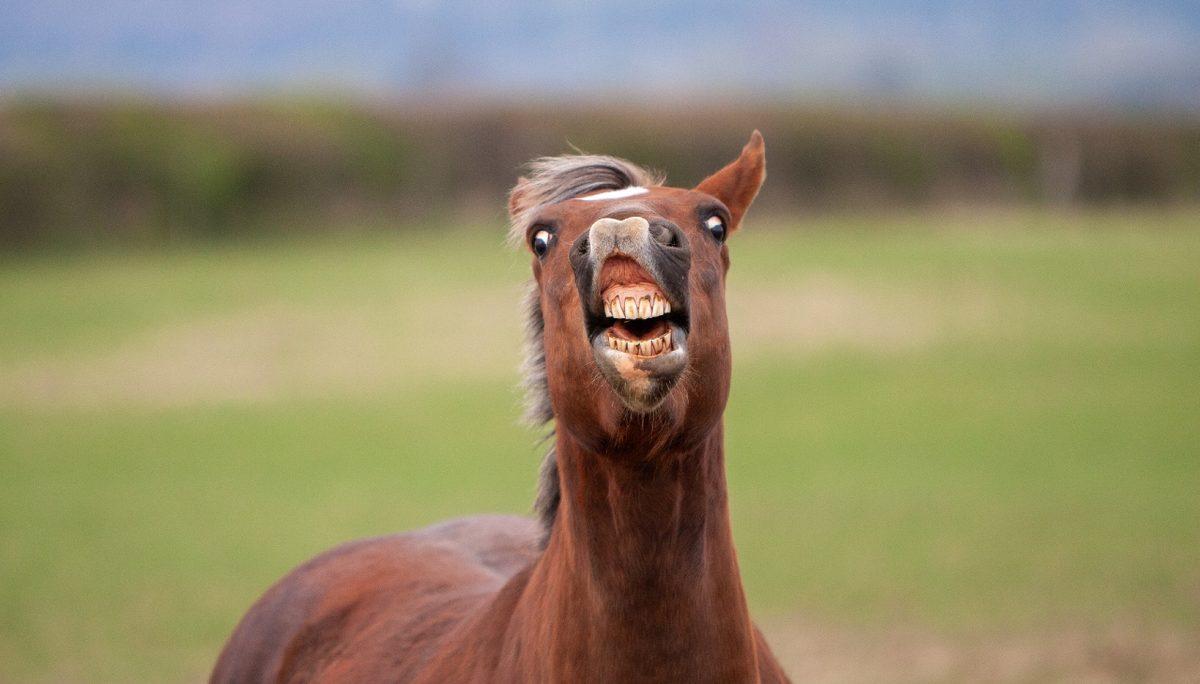 Komik Göründüğü Kadar Önemli Bir Amacı Var: Kediler Bir Şeyi Koklarken Neden Ağızlarını da Açıyor?