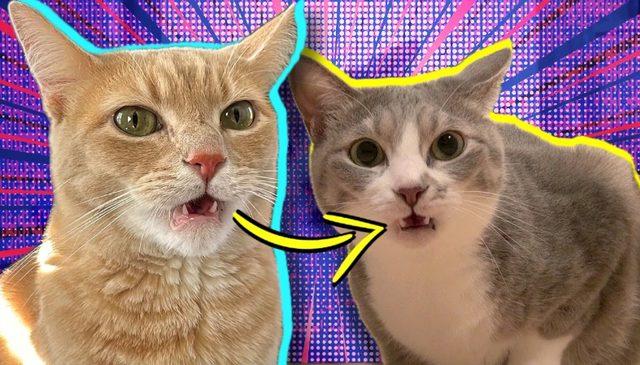 Komik Göründüğü Kadar Önemli Bir Amacı Var: Kediler Bir Şeyi Koklarken Neden Ağızlarını da Açıyor?