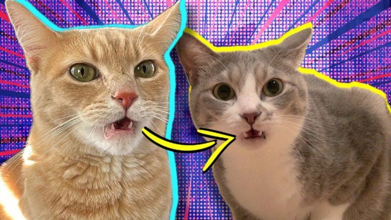 Komik Göründüğü Kadar Önemli Bir Amacı Var: Kediler Bir Şeyi Koklarken Neden Ağızlarını da Açıyor?