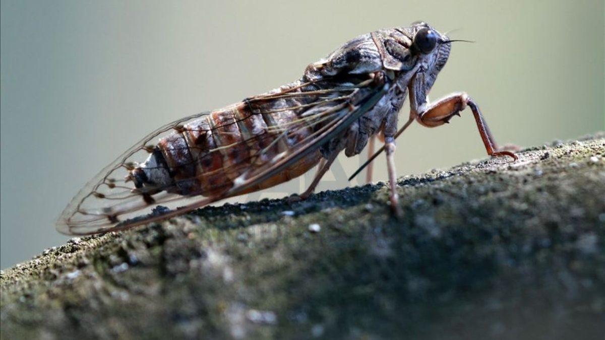 Ağustos Böcekleri Küçücük Boyutlarına Rağmen Oldukça Gürültülü Sesler Çıkarmayı Nasıl Başarır?