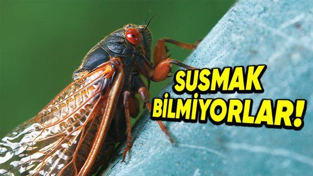 Ağustos Böcekleri Küçücük Boyutlarına Rağmen Oldukça Gürültülü Sesler Çıkarmayı Nasıl Başarır?