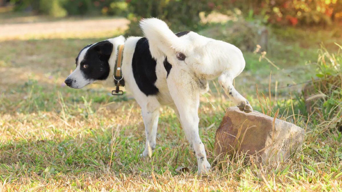 Bacaklarına Gelmesin Diye Değil: Köpeklerin Çişlerini Yaparken Bir Ayaklarını Kaldırmalarının Ardındaki Çok Zekice Sebep