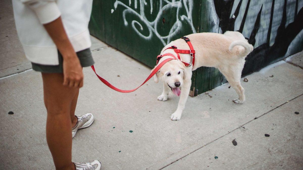 Bacaklarına Gelmesin Diye Değil: Köpeklerin Çişlerini Yaparken Bir Ayaklarını Kaldırmalarının Ardındaki Çok Zekice Sebep