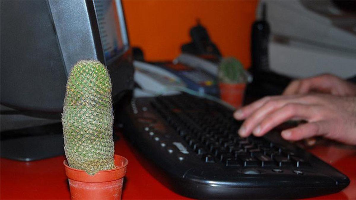 Sürekli Duyduğumuz O Bilginin Doğruluğunu Açıkladık: Kaktüs Radyasyonu Gerçekten de Engelliyor mu Yoksa Şehir Efsanesi mi?