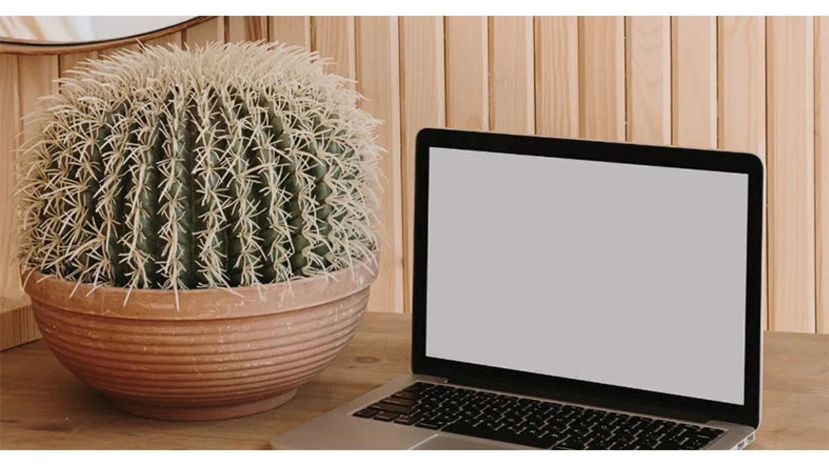 Sürekli Duyduğumuz O Bilginin Doğruluğunu Açıkladık: Kaktüs Radyasyonu Gerçekten de Engelliyor mu Yoksa Şehir Efsanesi mi?