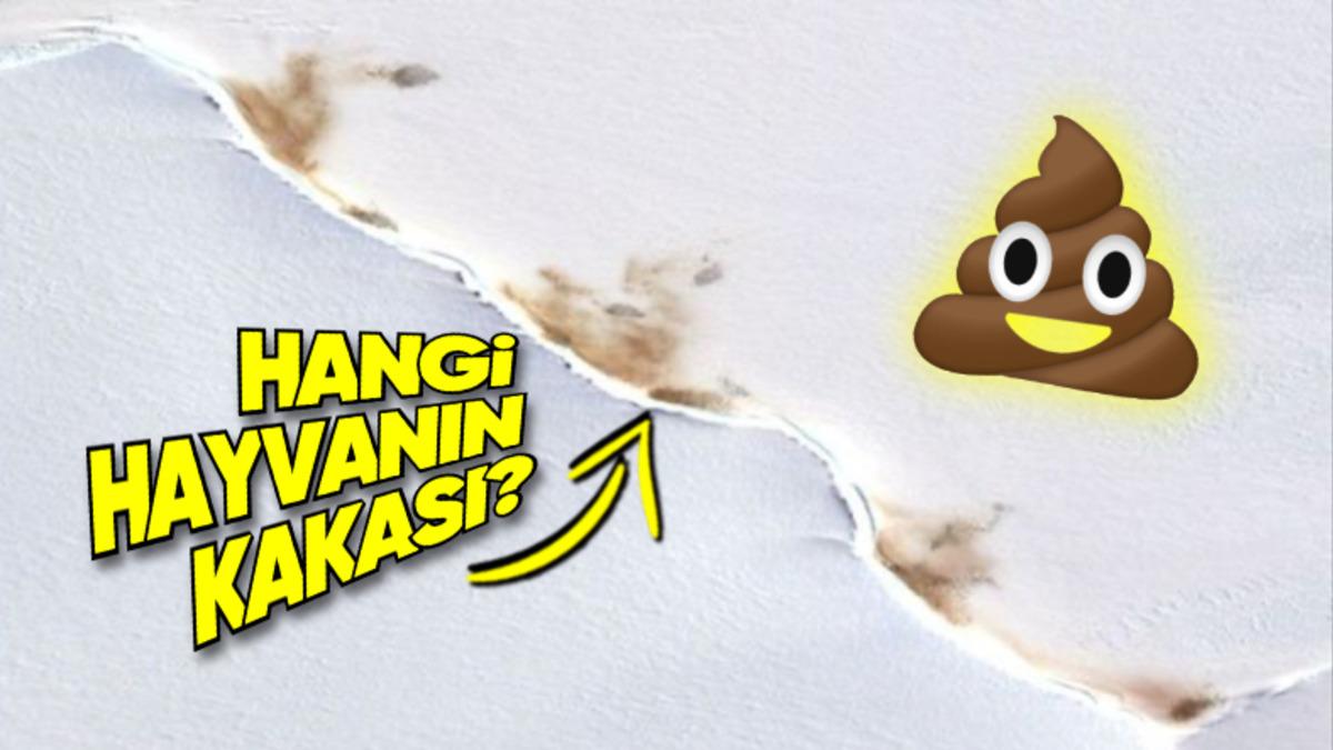 40 Yıl Düşünseniz Aklınıza Gelmez: Uzaydan Bile Görülebilen Bu Dışkı Hangi Hayvana Ait?