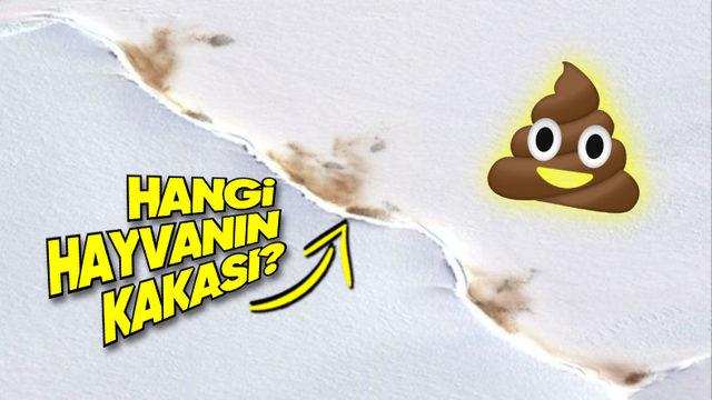 40 Yıl Düşünseniz Aklınıza Gelmez: Uzaydan Bile Görülebilen Bu Dışkı Hangi Hayvana Ait?