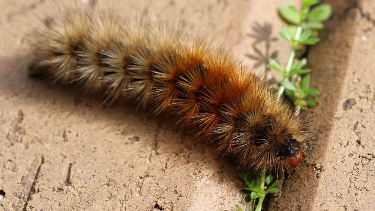 Bu 5 Hayvanın Kendi Hastalıklarını Tedavi Etmek İçin Hangi Yöntemler Kullandığını Öğrenince Zekâlarına Hayran Kalacaksınız!