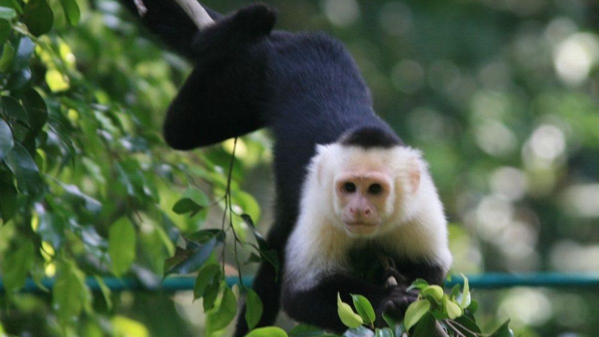 Bu 5 Hayvanın Kendi Hastalıklarını Tedavi Etmek İçin Hangi Yöntemler Kullandığını Öğrenince Zekâlarına Hayran Kalacaksınız!