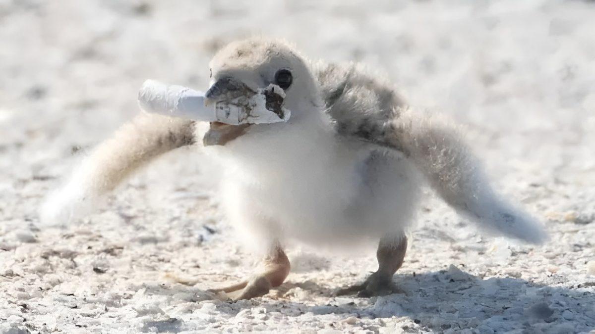 Bu 5 Hayvanın Kendi Hastalıklarını Tedavi Etmek İçin Hangi Yöntemler Kullandığını Öğrenince Zekâlarına Hayran Kalacaksınız!