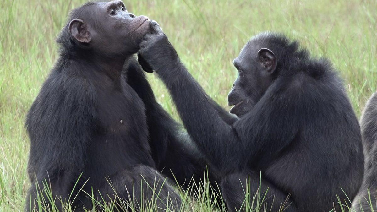 Bu 5 Hayvanın Kendi Hastalıklarını Tedavi Etmek İçin Hangi Yöntemler Kullandığını Öğrenince Zekâlarına Hayran Kalacaksınız!