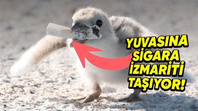 Bu 5 Hayvanın Kendi Hastalıklarını Tedavi Etmek İçin Hangi Yöntemler Kullandığını Öğrenince Zekâlarına Hayran Kalacaksınız!