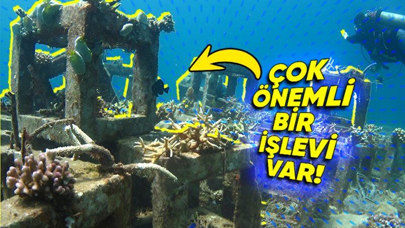 Neden Denizlerin Derinliklerine Büyük Beton Bloklar Atılıyor? (Hayır Çevreyi Kirletmek İçin Değil!)