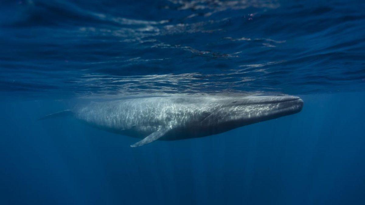 Aslında Onu Yakından Tanıyorsunuz: Hangi Hayvanın Kalbi Dakikada Sadece ’2’ Kez Atıyor?