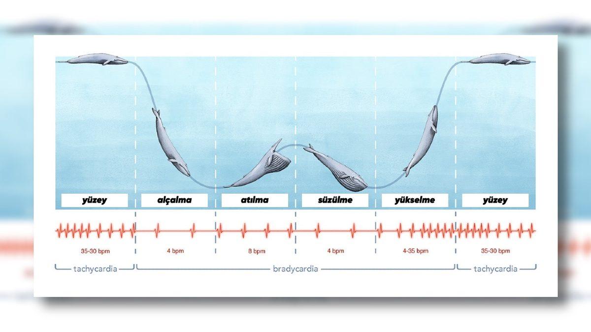 Aslında Onu Yakından Tanıyorsunuz: Hangi Hayvanın Kalbi Dakikada Sadece ’2’ Kez Atıyor?