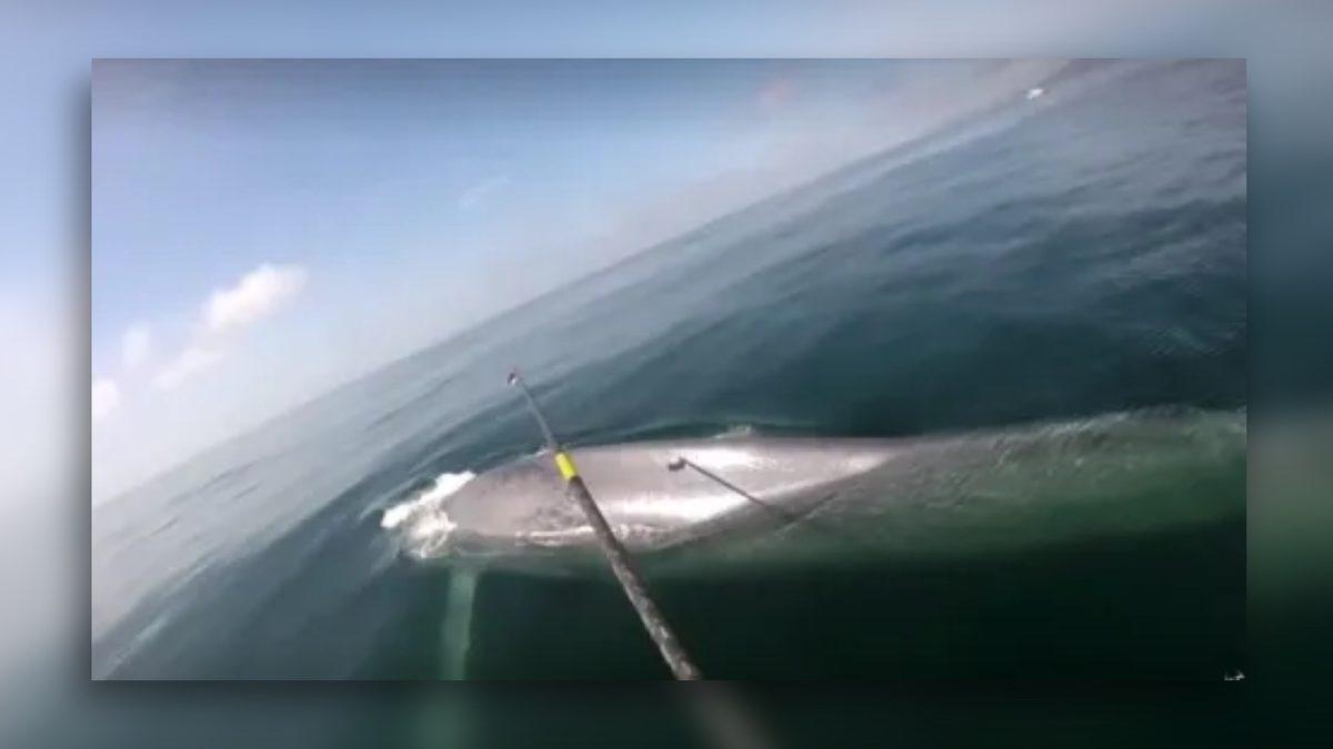 Aslında Onu Yakından Tanıyorsunuz: Hangi Hayvanın Kalbi Dakikada Sadece ’2’ Kez Atıyor?