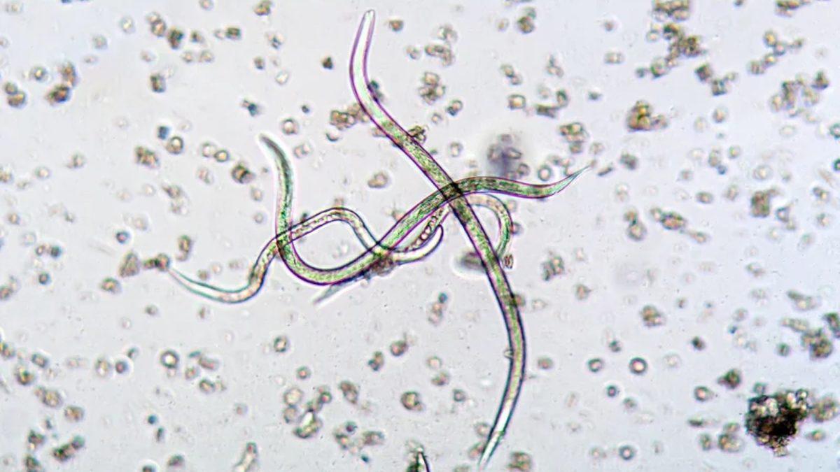 Nükleer Felaket Bölgesi Çernobil’de Keşfedilen ’Süper Solucanlar’ Neyin Nesi? İnsanlığın Umudu Olabilirler!