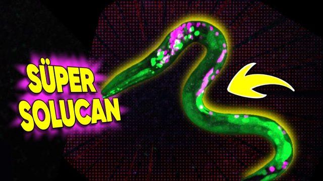 Nükleer Felaket Bölgesi Çernobil’de Keşfedilen ’Süper Solucanlar’ Neyin Nesi? İnsanlığın Umudu Olabilirler!