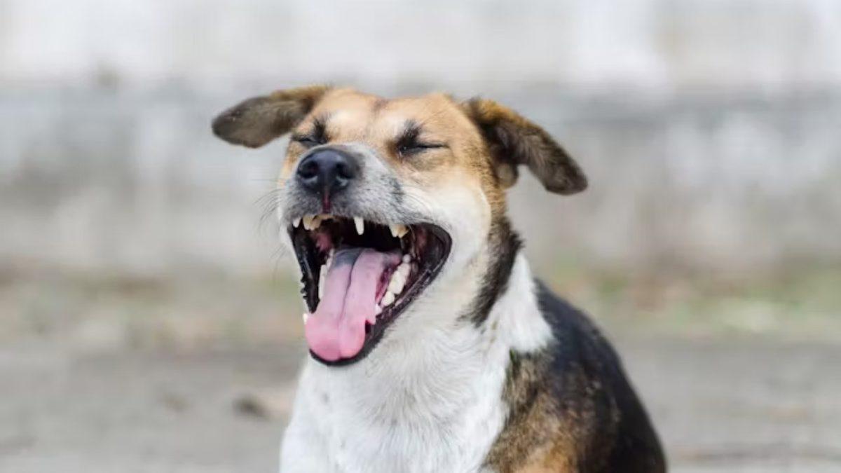 Köpeklerin Hangi Sebeplerle Esnediğini Öğrenince Onlara Olan Bakış Açınız Değişecek!