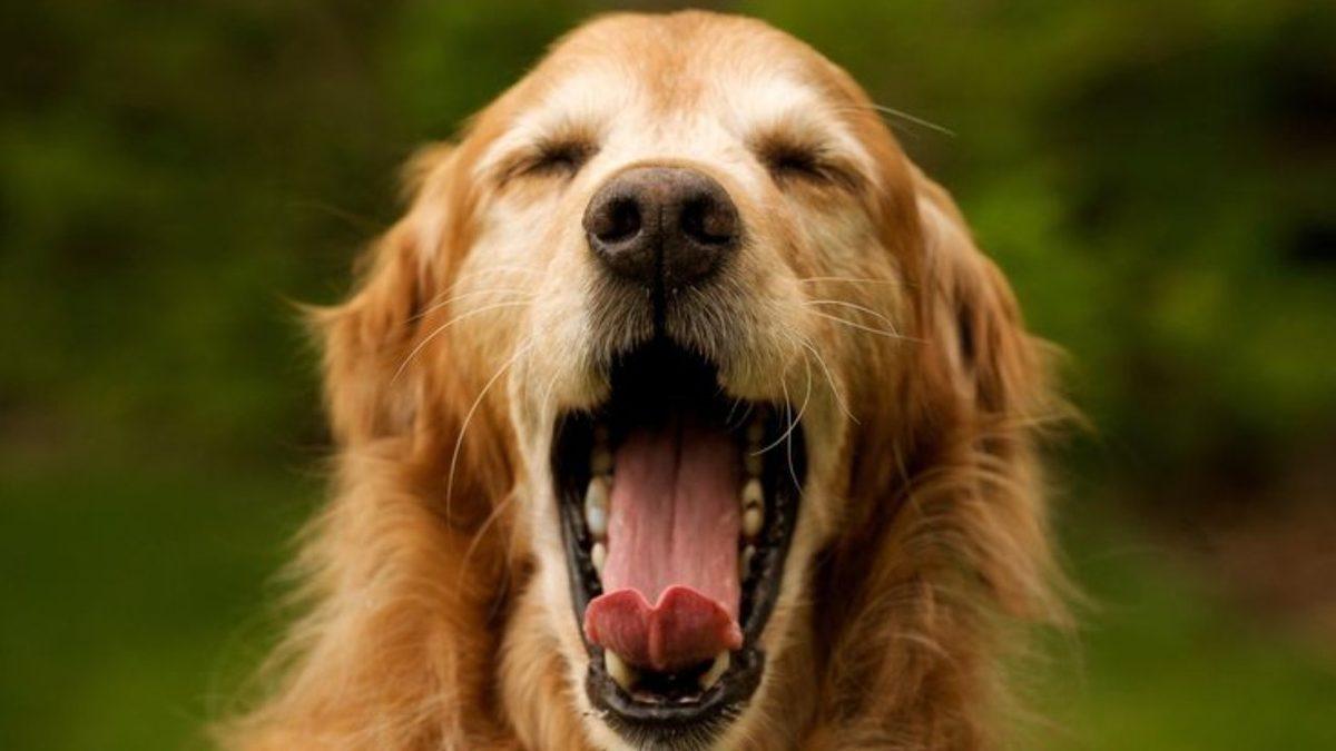 Köpeklerin Hangi Sebeplerle Esnediğini Öğrenince Onlara Olan Bakış Açınız Değişecek!