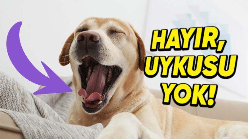 Köpeklerin Hangi Sebeplerle Esnediğini Öğrenince Onlara Olan Bakış Açınız Değişecek!