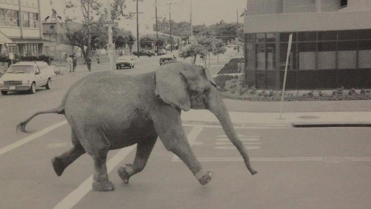 Tek İsteği Özgürlüktü: Yıllar Süren Ağır Eğitimlere Dayanamayıp En Sonunda Sirkten Kaçan Fil Tyke’in Trajik Hikâyesi