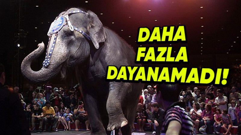 Tek İsteği Özgürlüktü: Yıllar Süren Ağır Eğitimlere Dayanamayıp En Sonunda Sirkten Kaçan Fil Tyke’in Trajik Hikâyesi