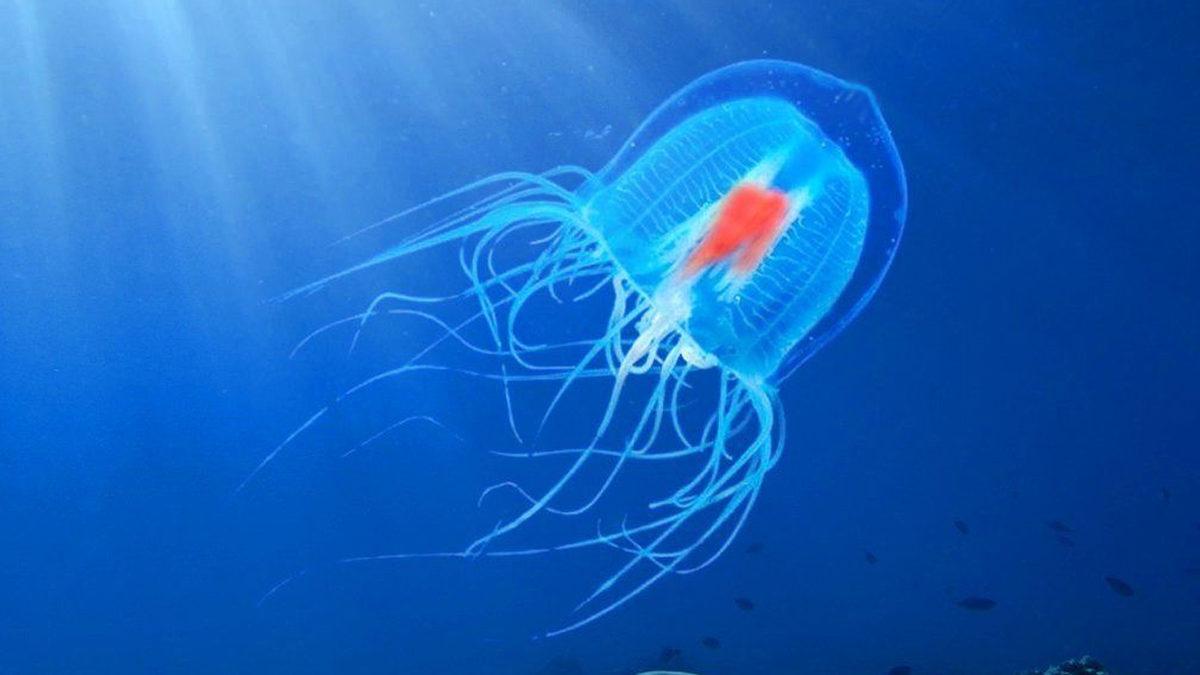 Kendine Reset Atarak “Ölümsüz” Ünvanını Almış Bu Denizanası Türü Nasıl Oluyor da Sonsuza Kadar Hayatta Kalabiliyor?