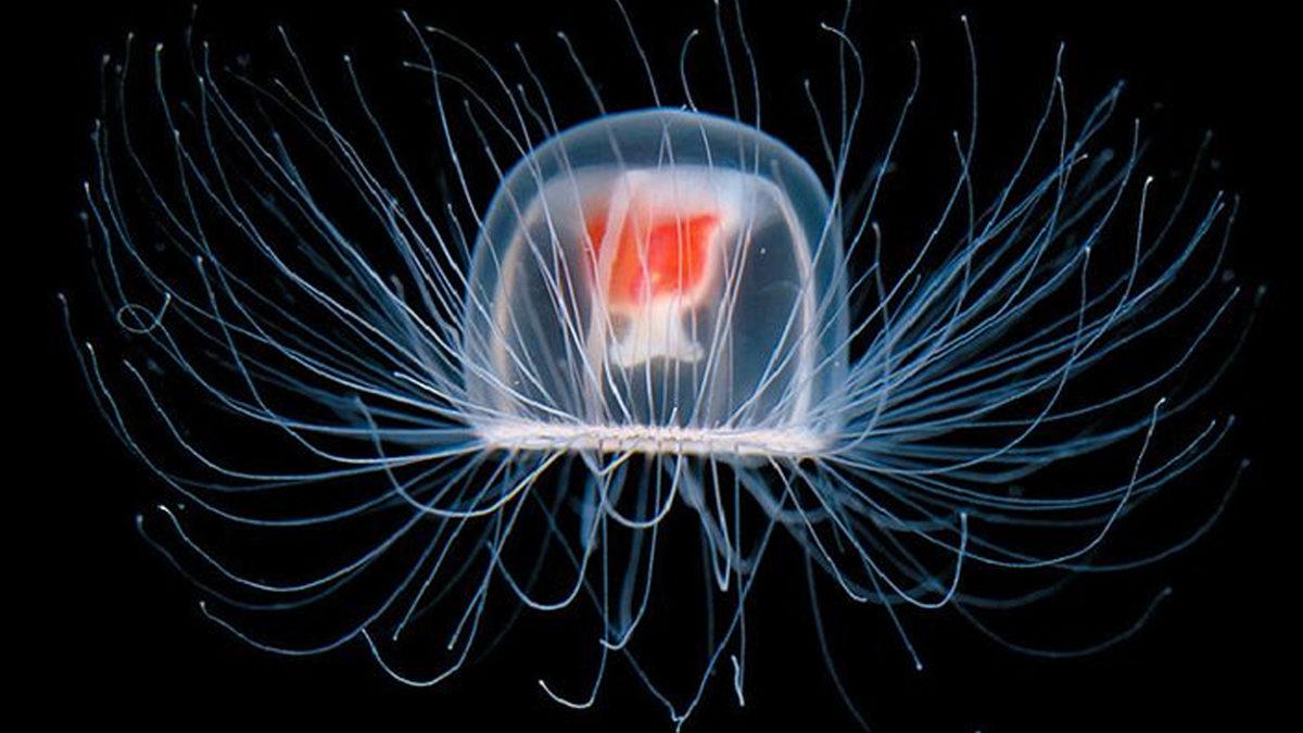 Kendine Reset Atarak “Ölümsüz” Ünvanını Almış Bu Denizanası Türü Nasıl Oluyor da Sonsuza Kadar Hayatta Kalabiliyor?