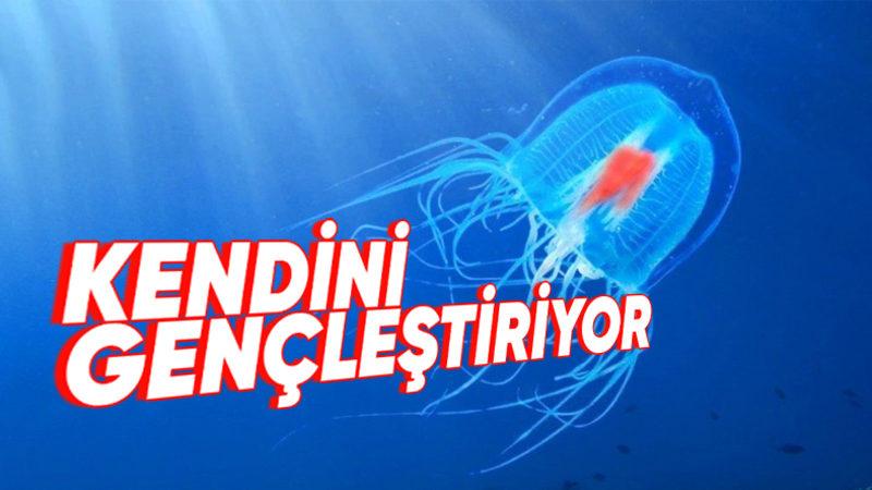 Kendine Reset Atarak “Ölümsüz” Ünvanını Almış Bu Denizanası Türü Nasıl Oluyor da Sonsuza Kadar Hayatta Kalabiliyor?
