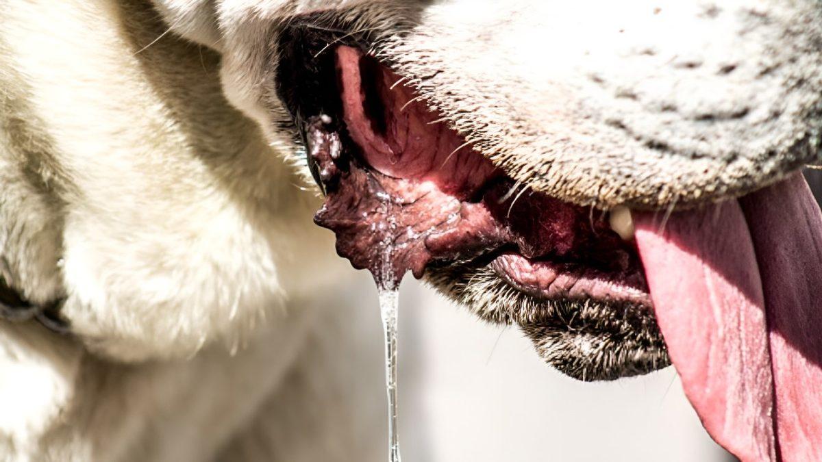 Tek Sebebi İştah Artışı Değil: Köpeklerin Sürekli Salya Akıtmasının Arkasında Hangi Sebepler Var?