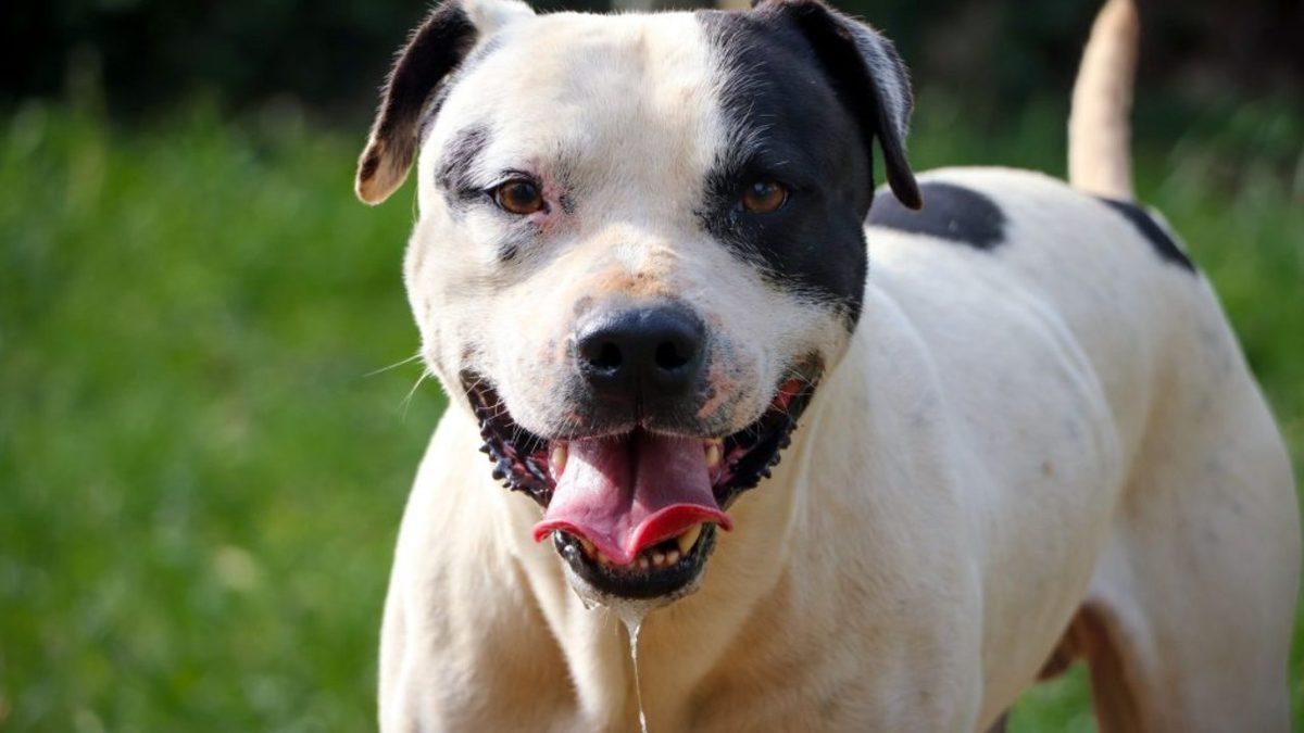 Tek Sebebi İştah Artışı Değil: Köpeklerin Sürekli Salya Akıtmasının Arkasında Hangi Sebepler Var?