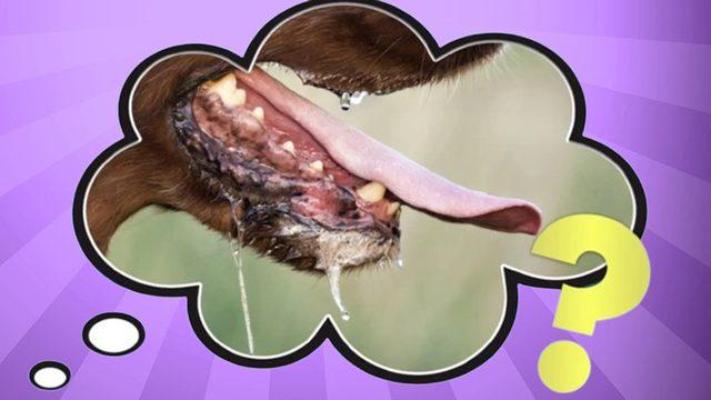 Tek Sebebi İştah Artışı Değil: Köpeklerin Sürekli Salya Akıtmasının Arkasında Hangi Sebepler Var?