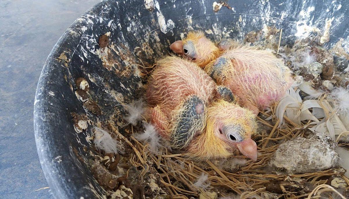 Sanki Yumurtadan Yetişkin Olarak Çıkıyorlar: Etrafta Neden Hiç Yavru Güvercin Göremiyoruz?