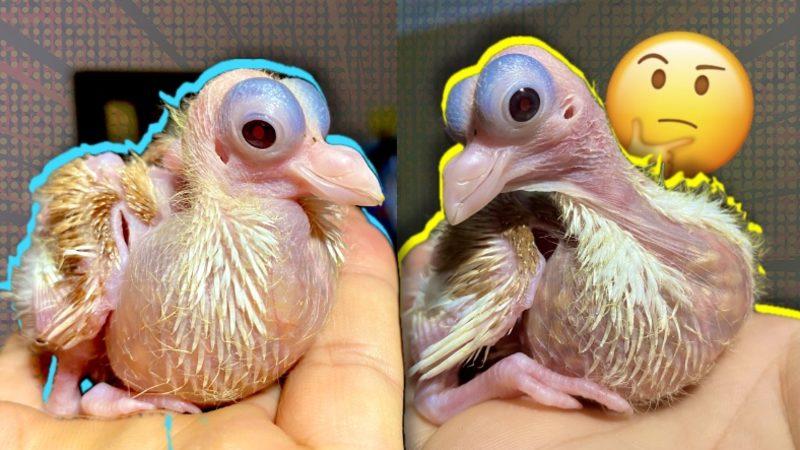 Sanki Yumurtadan Yetişkin Olarak Çıkıyorlar: Etrafta Neden Hiç Yavru Güvercin Göremiyoruz?