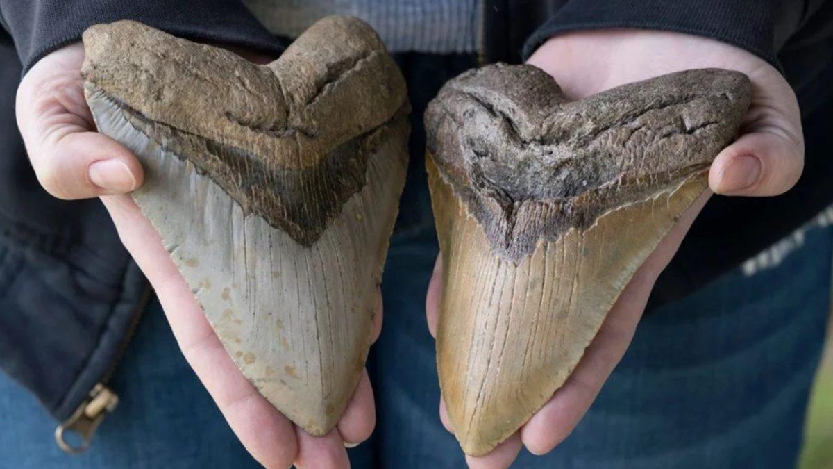Görüntüsü Bile Tüylerinizi Ürpertecek: Dünyada Yaşamış En Büyük Köpek Balığı Megalodon’un Fantastik Özellikleri