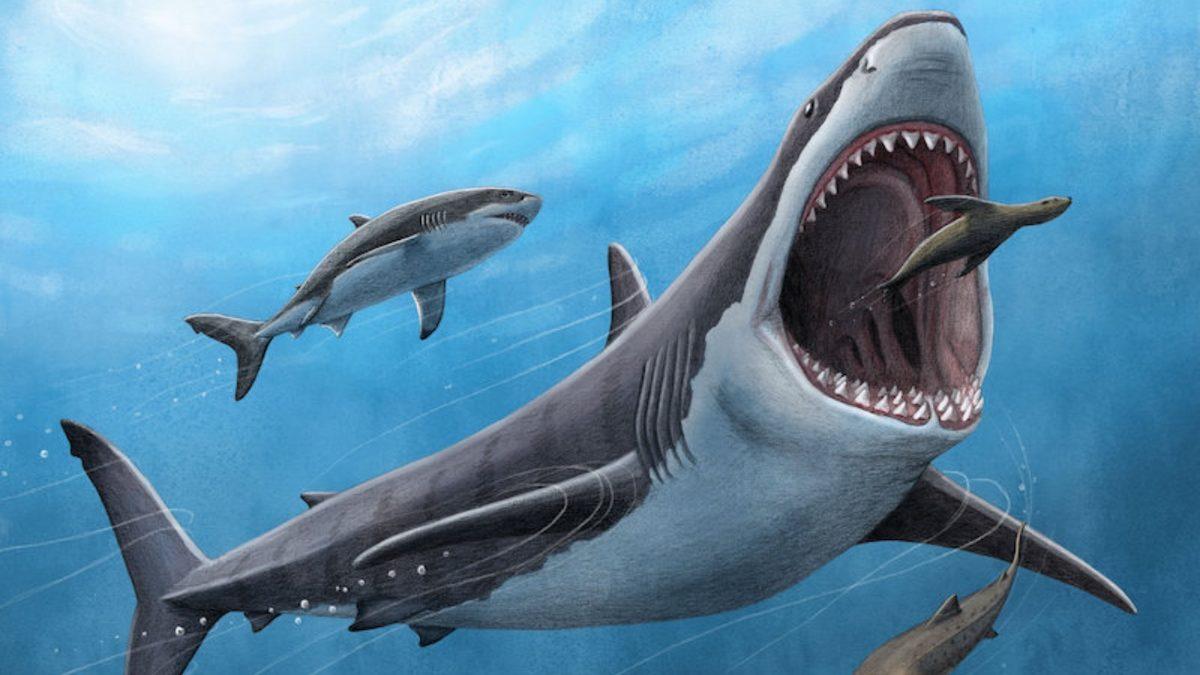 Görüntüsü Bile Tüylerinizi Ürpertecek: Dünyada Yaşamış En Büyük Köpek Balığı Megalodon’un Fantastik Özellikleri