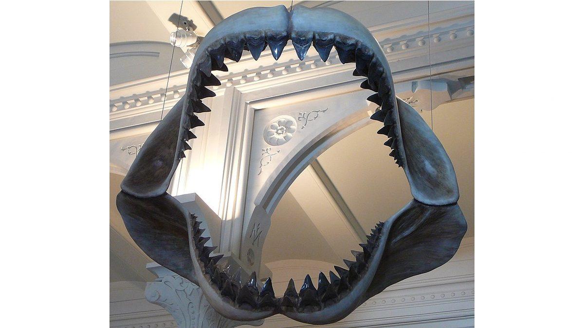 Görüntüsü Bile Tüylerinizi Ürpertecek: Dünyada Yaşamış En Büyük Köpek Balığı Megalodon’un Fantastik Özellikleri