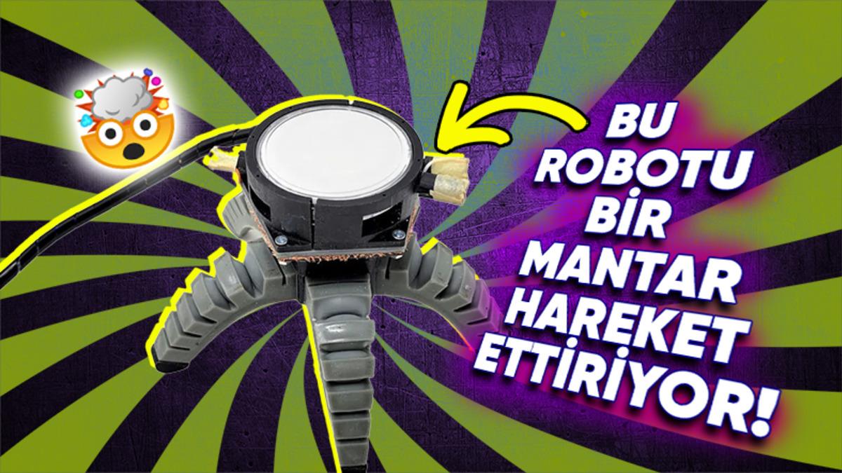 Araştırmacıların Geliştirdiği Mantar Tarafından Kontrol Edilebilen Robot Tam Olarak Nasıl Çalışıyor?