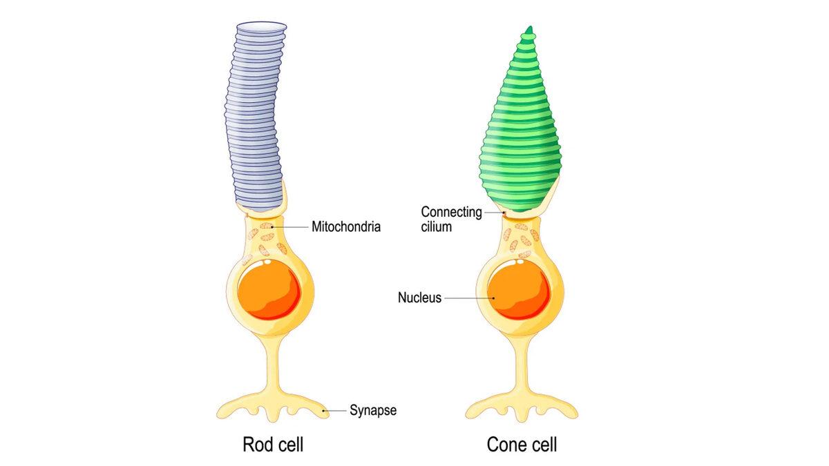 Pilotların ve Radyologların Sadece Süs Amaçlı Değilmiş Dedirten Kırmızı Gözlük Takma Sebepleri Neler?