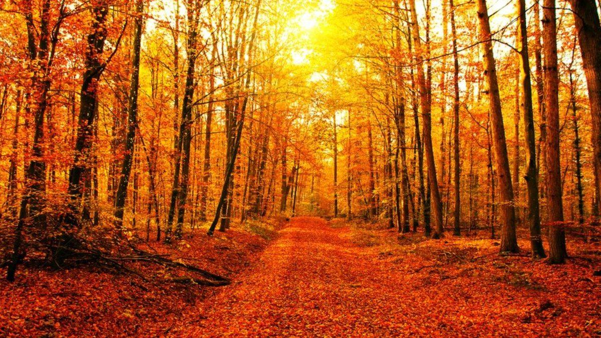 Mevsimler Neden Başka Kelimelerle Değil de İlkbahar, Yaz, Sonbahar ve Kış Olarak İfade Edilir?