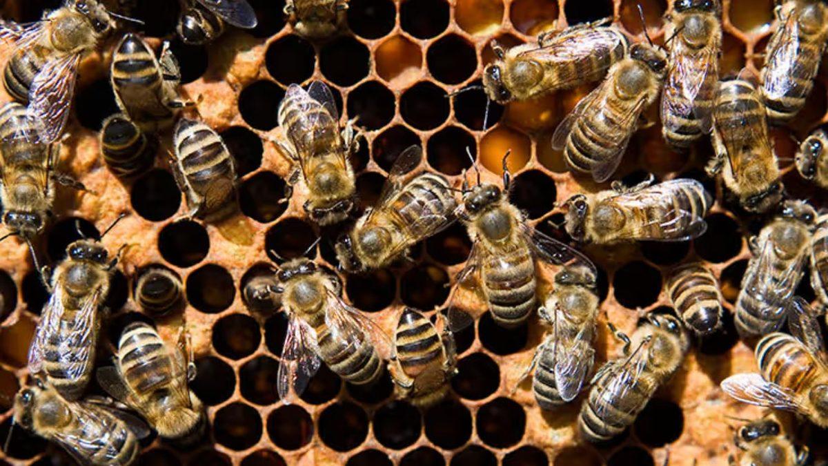 Arılar, Ansızın Gelip de Bizi Sokmaya Neden Bu Kadar Meraklı? Kendilerine Bir Faydası Var mı?